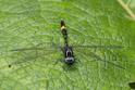 Brechmorhoga rapax (Amber-banded Clubskimmer)-2.jpg